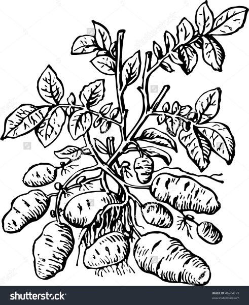 Клубень картофеля раскраска