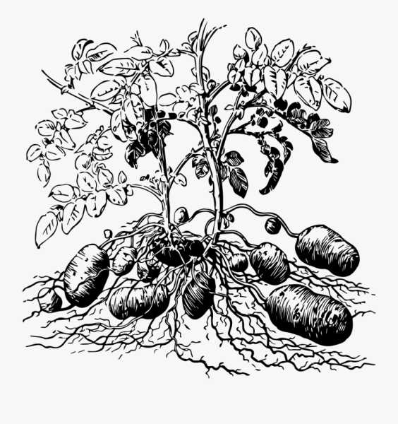 Картофель ботаника