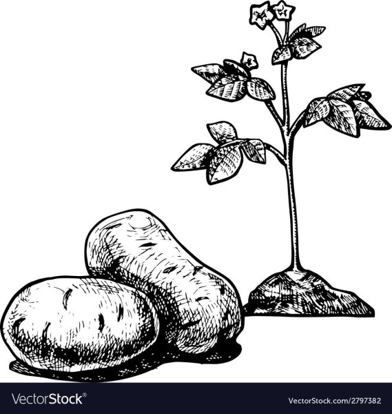 Картошка раскраска для детей