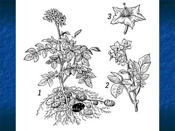 Паслен клубненосный строение