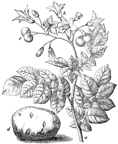 Solanum tuberosum гербарий