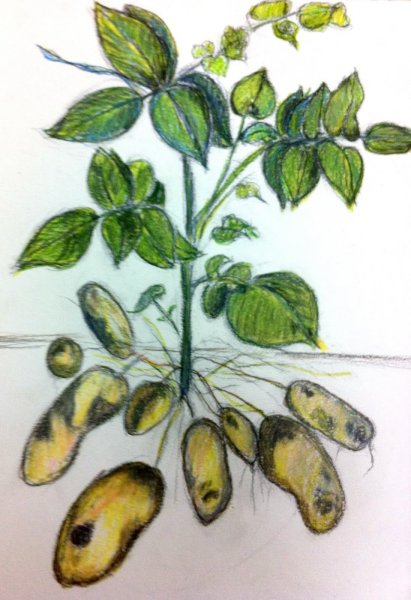 Картофель рисунок