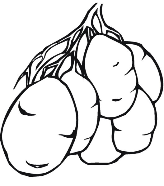 Картофель раскраска