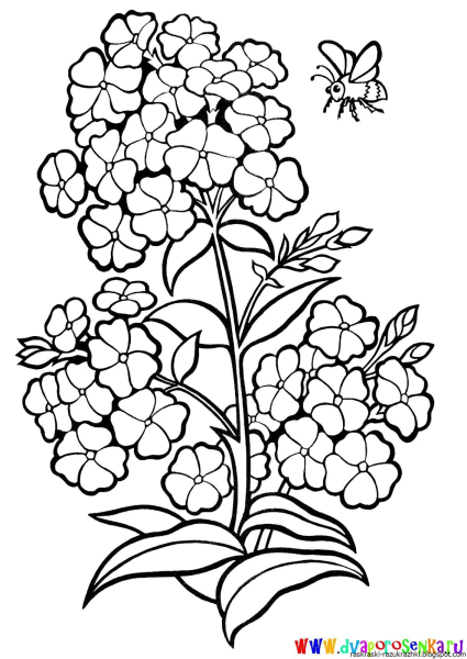 Флоксы цветы