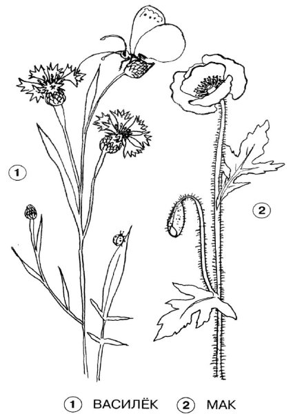 Полевые цветы раскраска