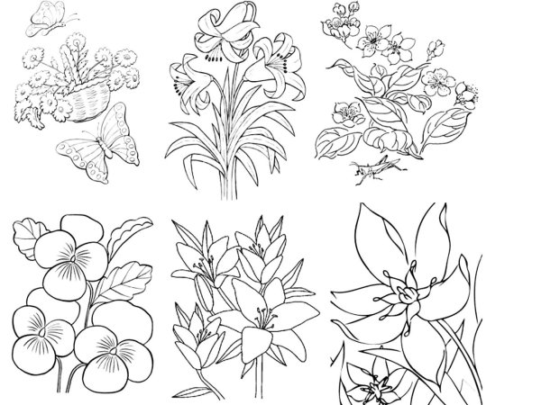 Растения. Раскраска