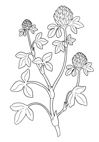 Клевер Луговой листья