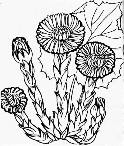 Разукрашка мать и мачеха цветы