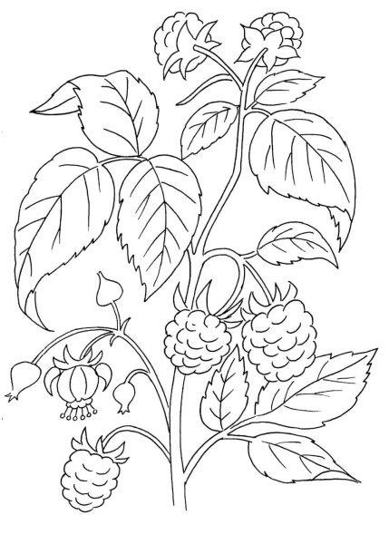 Раскраска "ягоды"