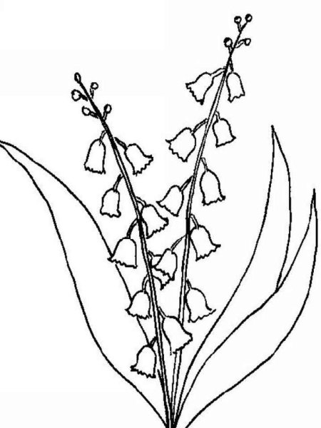 Ландыш раскраска для детей