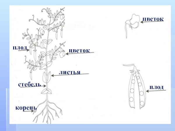 Строение растения схема