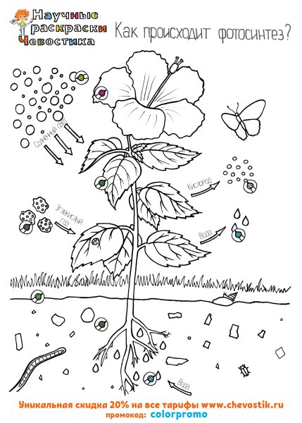Части растений раскраска