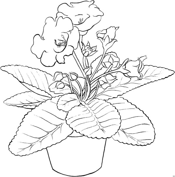 Узамбарская фиалка раскраска