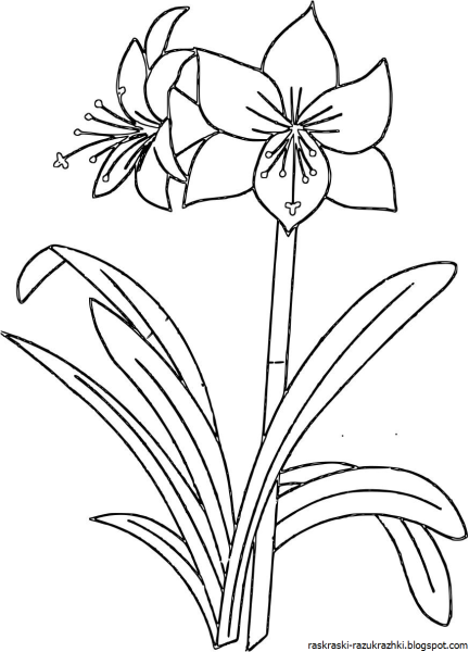 Лилия Кливия амариллис
