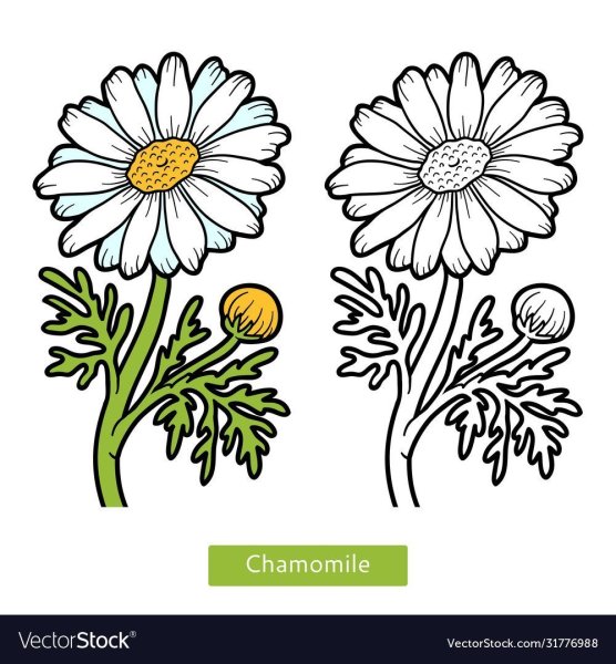Ромашка лекарственная раскраска