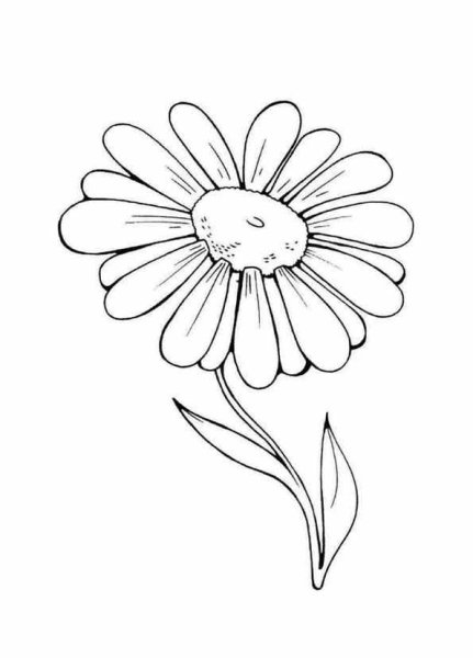 Ромашка для срисовки карандашом