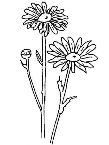 Нивяник обыкновенный