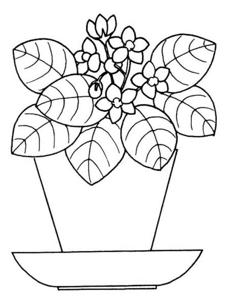Раскраска комнатные растения для детей