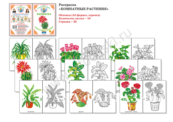 Комнатные растения задания в детском саду