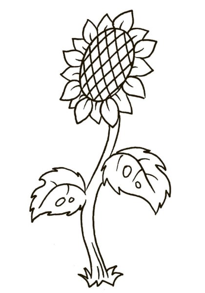 Подсолнух раскраска для детей
