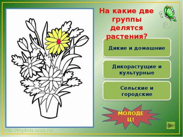 Раскраска культурные и дикорастущие цветы