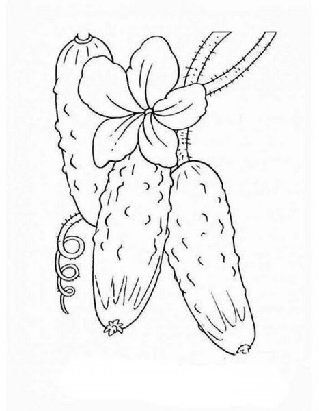 Огурец раскраска