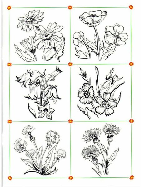 Полевые цветы задания для дошкольников