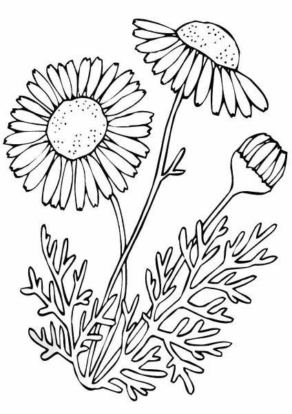 Одуванчик раскраска для детей