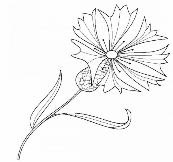 Василек Талиева раскраска