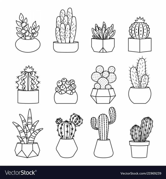 Маленькие кактусы черно белые