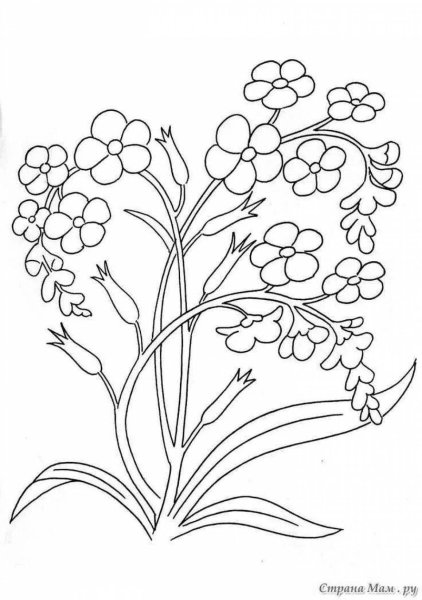 Раскраска полевых цветов