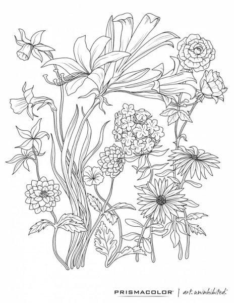 Ботанические раскраски