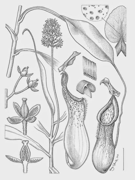 Непентес строение