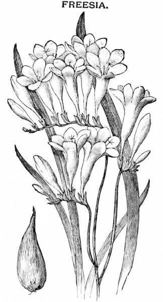 Фрезия цветок карандашом