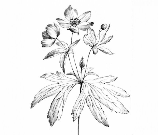 Ветреница лютичная рисунок