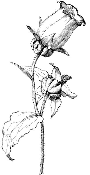 Ботанические зарисовки карандашом