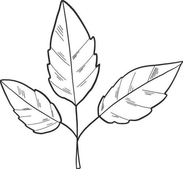 Листья раскраска для детей