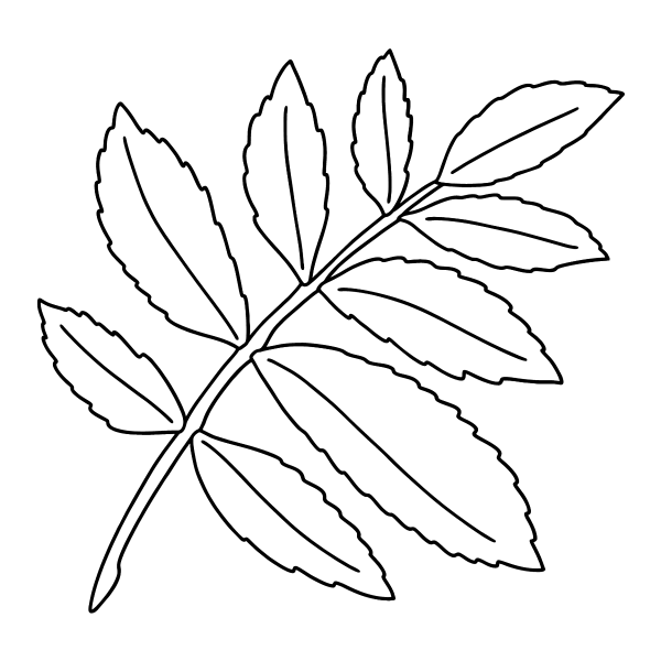 Лист рябины раскраска