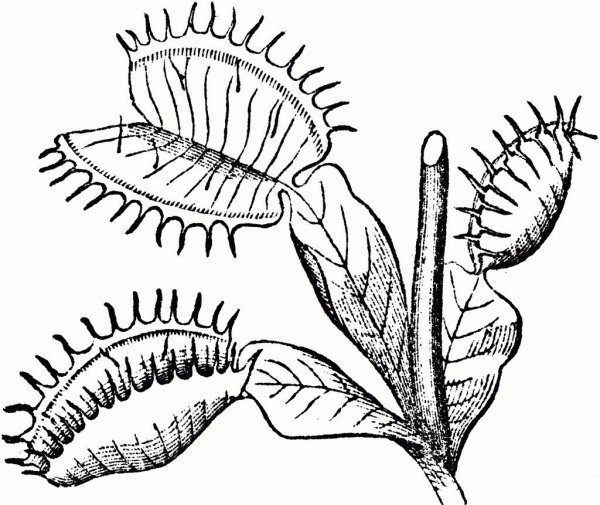 Венерина мухоловка