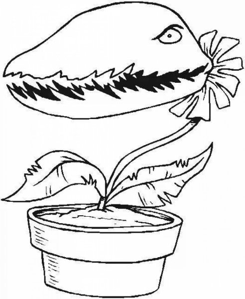 Венерина мухоловка