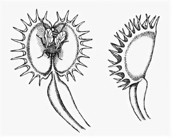 Разукрашка Венерина мухоловка