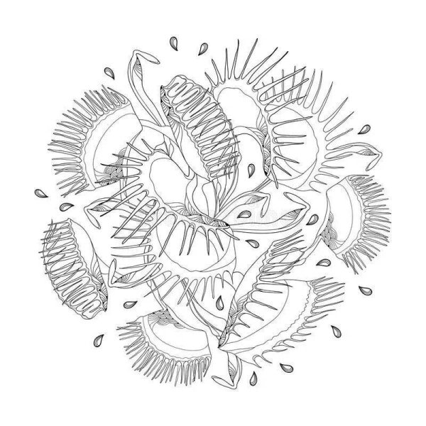 Венерина мухоловка (Dionaea) раскраска