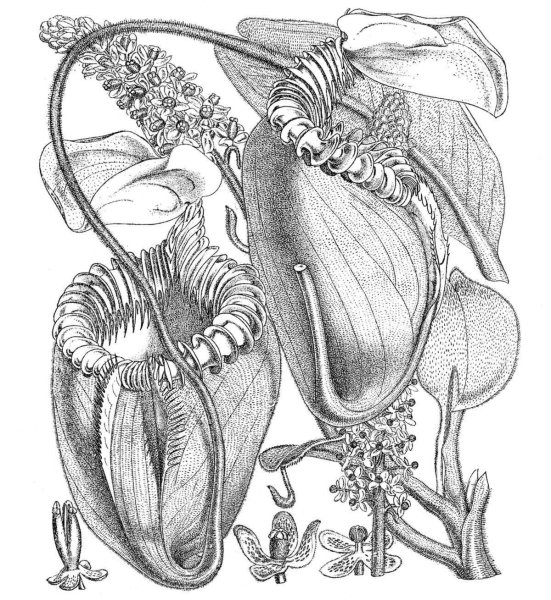 Венерина мухоловка