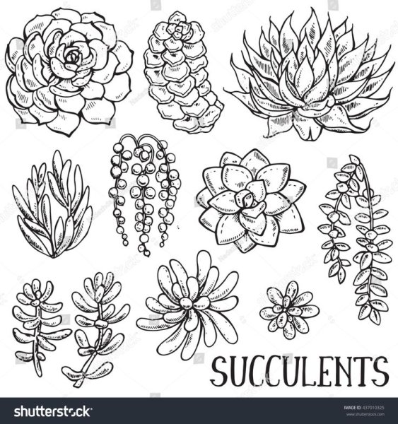 Суккуленты карандашом