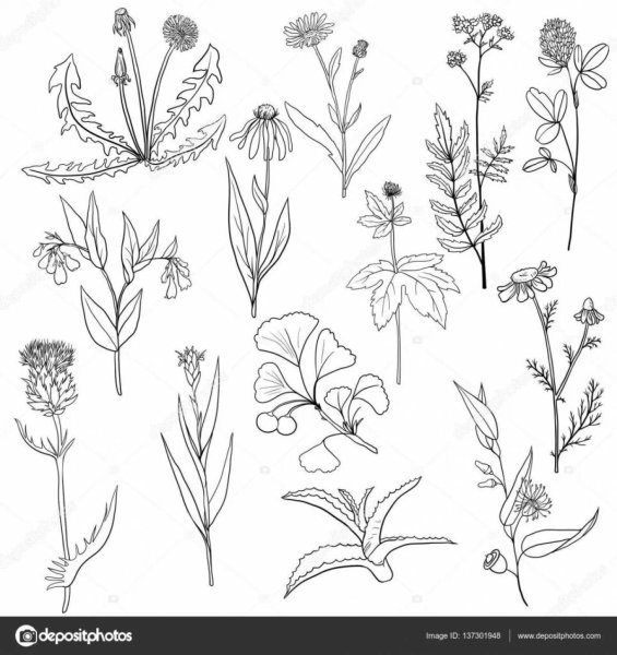 Лекарственные растения задания для детей