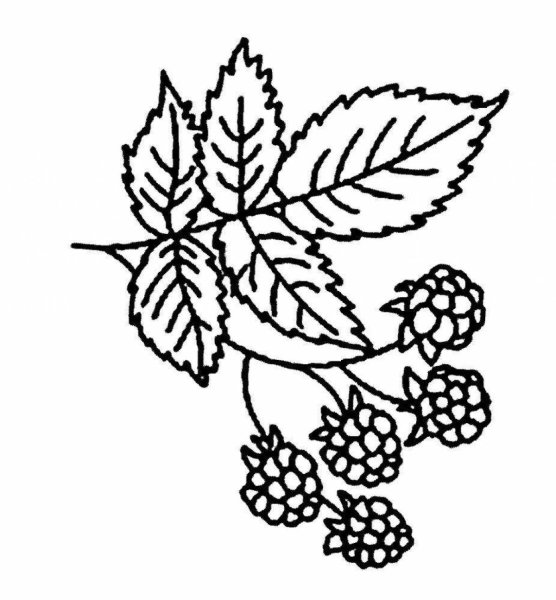 Лекарственные растения раскраска