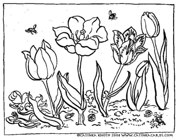 Растения цветника раскраска