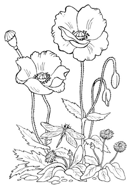 Раскраска цветы на клумбе