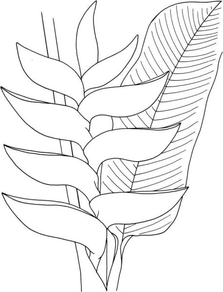 Тропические растения раскраска