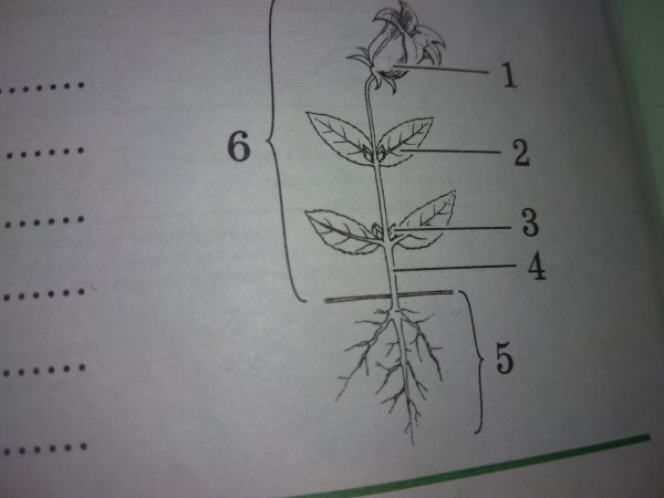 Части растения без подписи